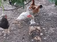 Muscovy domestica — foto 2