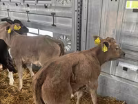 ላም, Aberdeen-Angus — ፎቶ 5