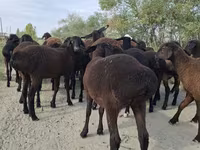 숫양, Hissar sheep — 사진 6
