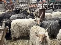 Biri-biri (lot, jantina tidak dinyatakan), Racka sheep — foto 2