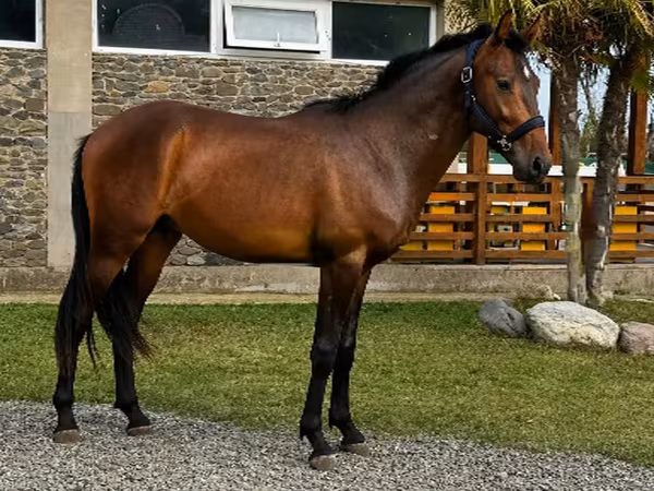 Horse (M), Karachay horse