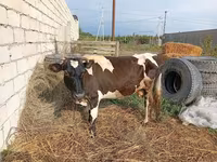Krava, Simmental cattle — foto 1