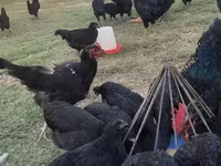 Chickens — عکس 3