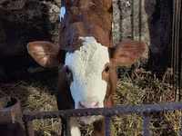 Bulle, Simmental cattle — Foto 8