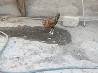 Chickens — zdjęcie 7