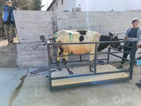 Kvæg (parti, køn ikke angivet), Kvæg — foto 1