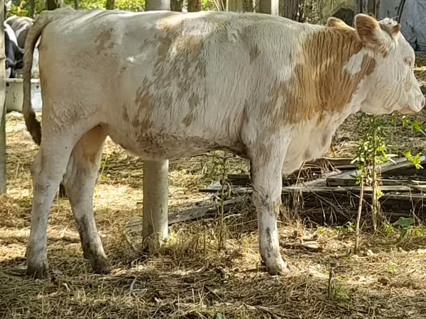 Vacă, Bovine — Republica Moldova