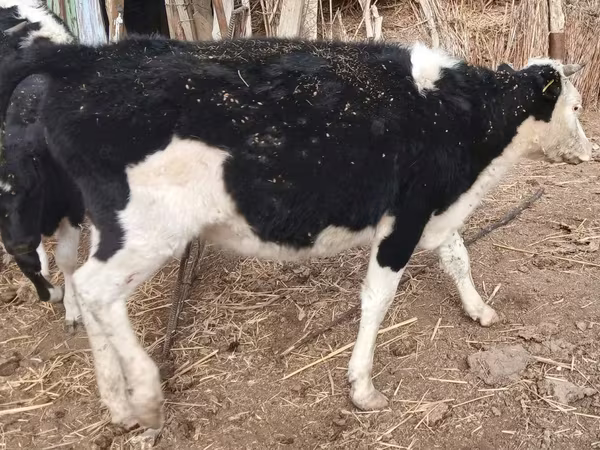 ላም, Cattle