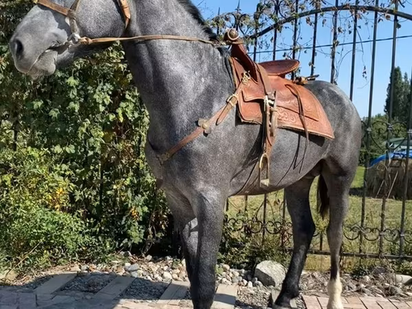 Hingst, Hanoverian