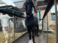 암염소, Beetal goats — 사진 5
