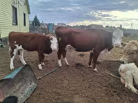 Tyre, Latvian Blue cattle — foto 1