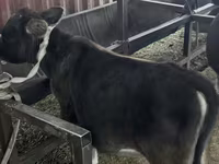 Lo’, Simmental cattle — sawirka 3