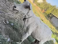 แพะตัวเมีย, Saanen goat — รูปภาพ 5