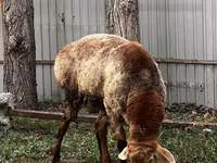 Montone, Rhon sheep — foto 3