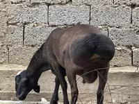 قوچ, گوسفند — عکس 4