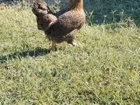 Chickens — عکس 2