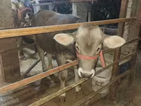 Dibi, Cattle — sawirka 7