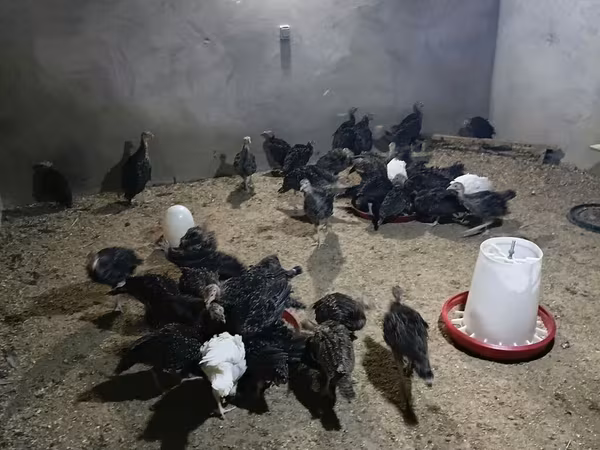 Guinea fowl