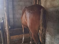 Hingst, Heste — foto 5