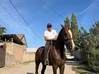 Жребец, Коне — снимка 2