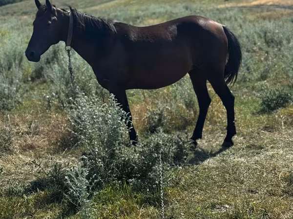 Kuda betina, Horses — Moldova