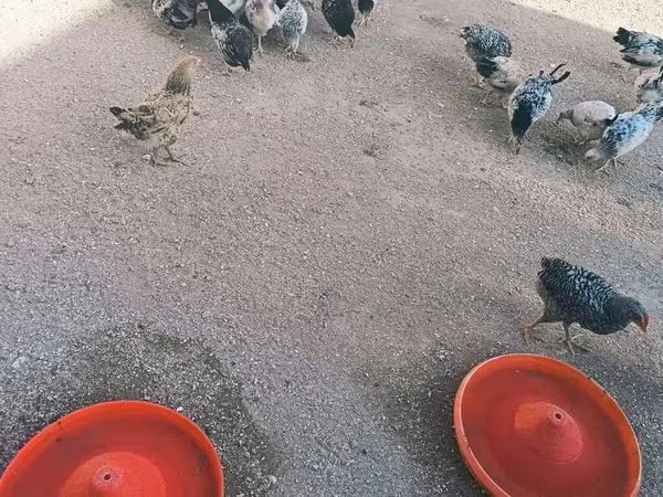 Chickens