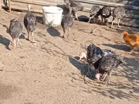 Turkeys — รูปภาพ 1
