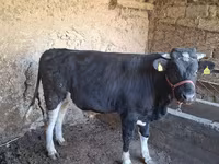 Bou, Bovine — foto 4