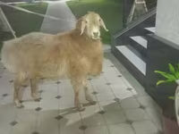 أغنام (دفعة، الجنس غير محدد), Arashan sheep — الصورة 1