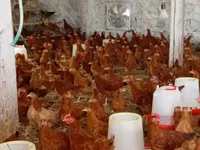 Chickens — الصورة 3