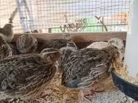 Quails — լուսանկար 7
