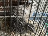 Quails — снимка 1
