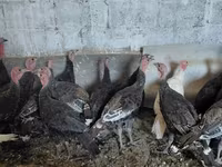 Turkeys — عکس 4
