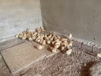 Pekin Bantam — foto 4
