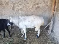 Montone, Pecore — foto 3