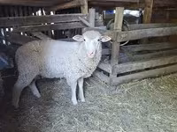 قوچ, Ile-de-France sheep — عکس 1