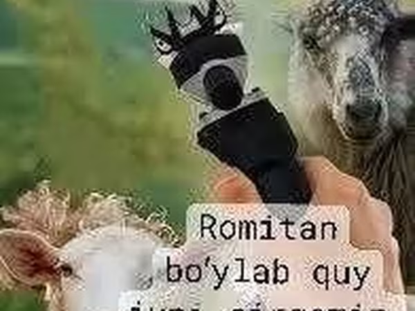 Ovce, Ovce — Uzbekistán
