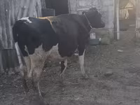 گاو ماده, یخ وحشی — عکس 3