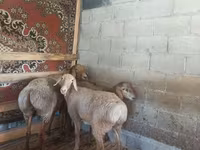 雄羊, Rhon sheep — 写真 3