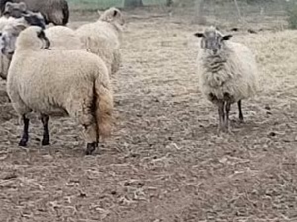 میش, Merino sheep