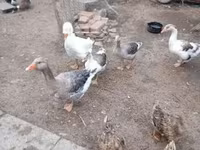 Geese — foto 2