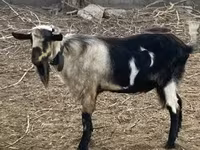 Cabro, Cabras — foto 1