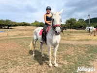 घोड़ी, Hungarian horse breed — फ़ोटो 3