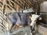 ষাঁড়, গরু — ছবি 6