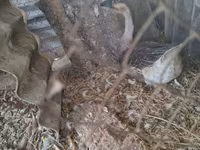 Geese — foto 3