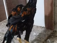 Chickens — รูปภาพ 8