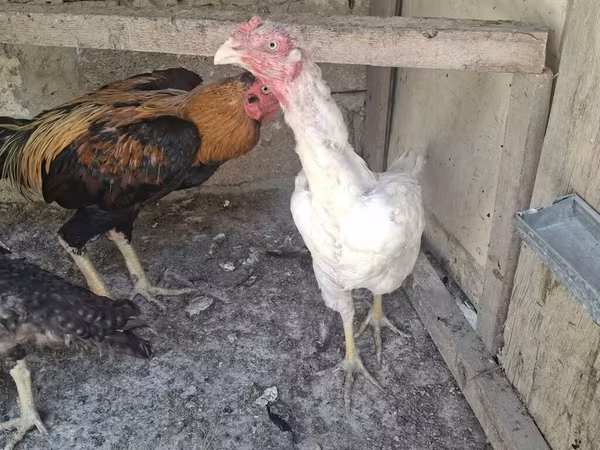 Chickens