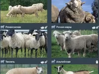 Bélier, Romanov sheep — photo 8