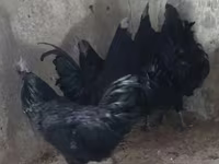 அயம் செமானி — புகைப்படம் 1