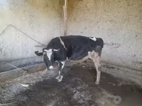 أبقار (دفعة، الجنس غير محدد), Russian Black pied cattle — الصورة 1